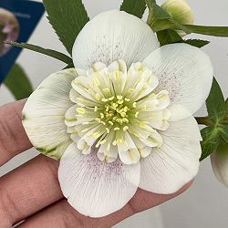 クリスマスローズ：ベーシックダブル（セミダブル）26-88／1.5Lポット【現品販売】