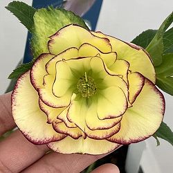 クリスマスローズ：ベーシックダブル26-89／1.5Lポット【現品販売】