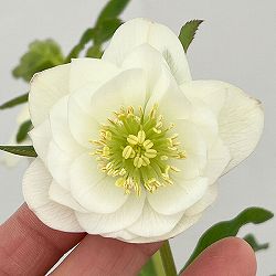 クリスマスローズ：ベーシックダブル26-90／1.5Lポット【現品販売】