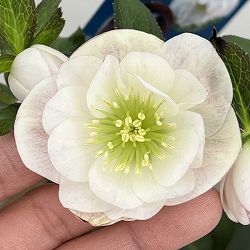 クリスマスローズ：ベーシックダブル26-92／1.5Lポット【現品販売】