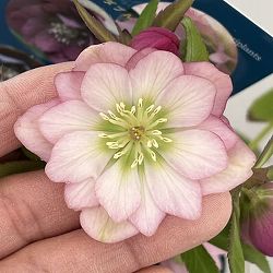 クリスマスローズ：ベーシックダブル26-93／1.5Lポット【現品販売】