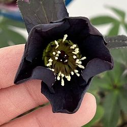 クリスマスローズ：ベーシックシングル26-23／1.5Lポット【現品販売】