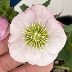 クリスマスローズ：ベーシックシングル26-24／1.5Lポット【現品販売】