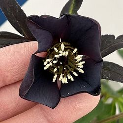 クリスマスローズ：ベーシックシングル26-25／1.5Lポット【現品販売】