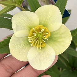 クリスマスローズ：ベーシックシングル26-26／1.5Lポット【現品販売】