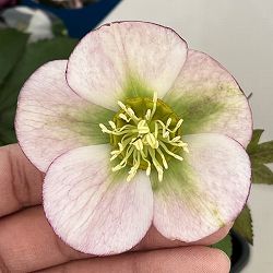 クリスマスローズ：ベーシックシングル26-27／1.5Lポット【現品販売】