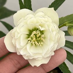 クリスマスローズ：セレクトダブル26-86／1.5Lポット【現品販売】