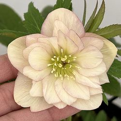 クリスマスローズ：セレクトダブル26-88／1.5Lポット【現品販売】