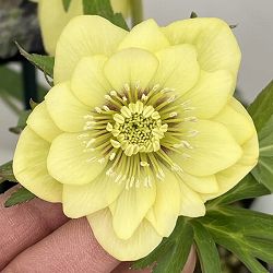 クリスマスローズ：セレクトダブル26-89／1.5Lポット【現品販売】