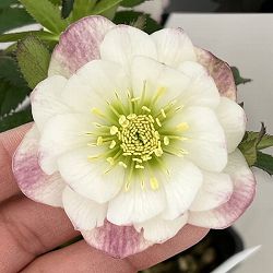 クリスマスローズ：セレクトダブル26-90／1.5Lポット【現品販売】