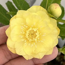 クリスマスローズ：セレクトダブル26-91／1.5Lポット【現品販売】