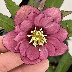 クリスマスローズ：セレクトダブル26-92／1.5Lポット【現品販売】