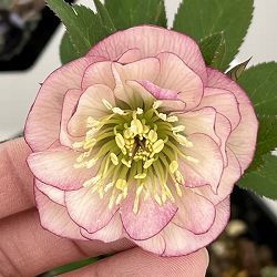 クリスマスローズ：セレクトダブル26-93／1.5Lポット【現品販売】