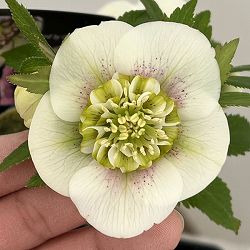 クリスマスローズ：セレクトセミダブル26-41／1.5Lポット【現品販売】