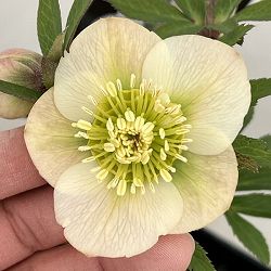 クリスマスローズ：セレクトシングル26-27／1.5Lポット【現品販売】