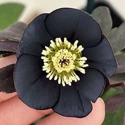 クリスマスローズ：スウィングシングル26-06／1.5Lポット【現品販売】