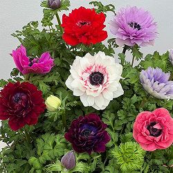 アネモネ：フラン（花色いろいろ）3号ロングポット 6株セット