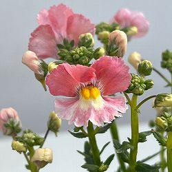 ネメシア：ピーチドロップ11cmポット 6株セット