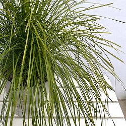 ロマンドラ：ロンギフォリア マイナーズゴールド6号ポット