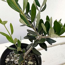 オリーブ：コロネイキ 3.5号鉢植え