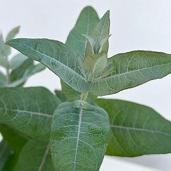 ユーカリ：スティックス2.5-3号ポット