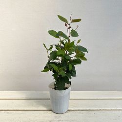 ユーカリ：ポプルネア3号ポット