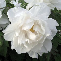 牡丹（ぼたん）：連鶴（れんかく）7号鉢植え