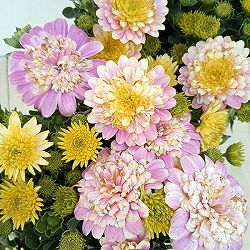 オステオスペルマム：トランスコンチェルト4号鉢植え