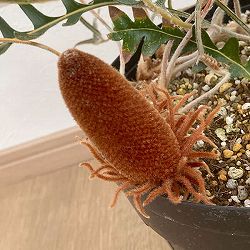 バンクシア：ブレクニフォリア5号鉢植え