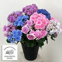 アジサイ：さかもと園芸さんの紫陽花ミックス咲き8号鉢植え