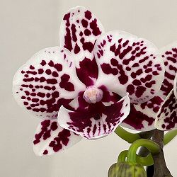 ミディコチョウラン：チャップリン2.5号 アクアポット