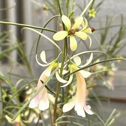 エレモフィラ：ホワイトトランペット6号鉢植え