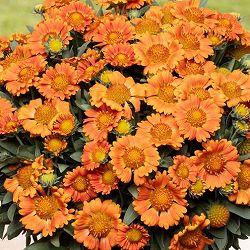 ガイラルディア：ガスト オレンジゼスト3.5号ポット