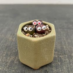 リトープス：リトープス星人　2号陶器鉢（グリーン）