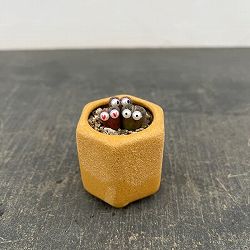 リトープス：リトープス星人　2号陶器鉢（イエロー）