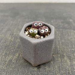 リトープス：リトープス星人　2号陶器鉢（グレー）