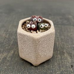 リトープス：リトープス星人　2号陶器鉢（ベージュ）