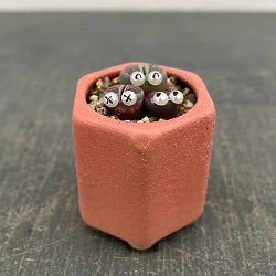 リトープス：リトープス星人　2号陶器鉢（ピンク）