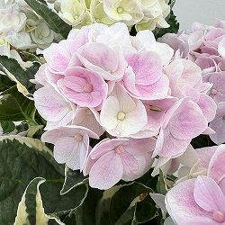アジサイ（斑入り）：アンコンキャラクター（ピンク）5号鉢植え