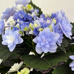 アジサイ：ミコアカリ（弥呼明り）ブルー5号鉢植え