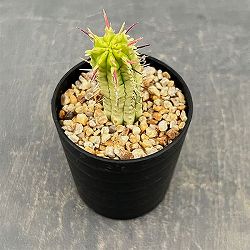 ユーフォルビア：紅彩閣錦（コウサイカクニシキ）　2.5号鉢植え