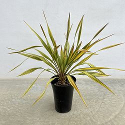 ユッカ：グロリオサ トリスティス　6号ポット