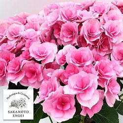 [春の鉢花予約]アジサイ：クレインブーケ（ピンク）5号鉢植え