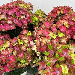アジサイ：ロッソグローリー（ピンク）5号鉢植え