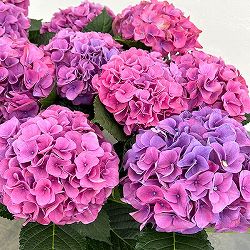 アジサイ：ハイメドウ（ピンク）5号鉢植え