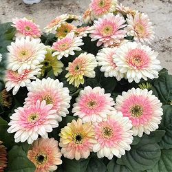 [26年4月下旬予約]ガーベラ：ジョイベラ　ミルクシェイク4号ポット