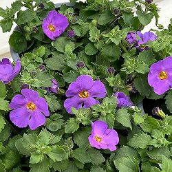 バコパ（ステラ）：スコーピア　ガリバーコンパクトパープル11cmポット 3株セット