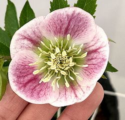 大和園さんのクリスマスローズ：26-02パステリッシュストレイン／4.5号ポット【現品販売】