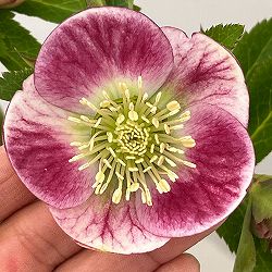 大和園さんのクリスマスローズ：26-04パステリッシュストレイン／4.5号ポット【現品販売】