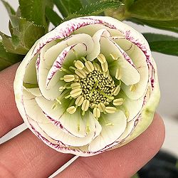 大和園さんのクリスマスローズ：26-07ダブル／4.5号ポット【現品販売】